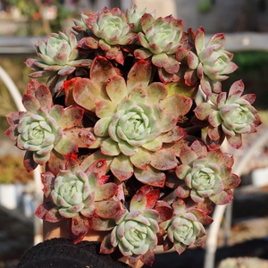 露养控养多肉植物加勒比海蓝老桩群生捧花一物一拍满48包邮12.22