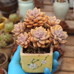 露养控养多肉植物新品韩彩莲群生老桩一物一拍满48包邮3.3实拍