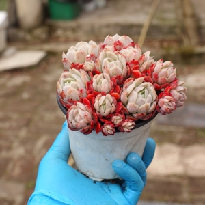 多肉植物胭脂贝瑞双子贝瑞群生木质老桩一物一拍 满48包邮3.2实拍