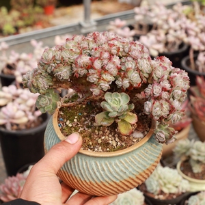 露养控养多肉植物双子贝瑞缀化老桩群生一物一拍 满48包邮12.1拍