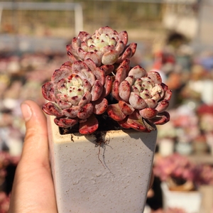 露养控养多肉植物比安特雪爪老桩群生一物一拍满48包邮3.11实拍