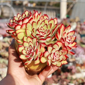 露养控养多肉植物原始墨西哥灵隐老桩群生一物一拍满48包邮12.