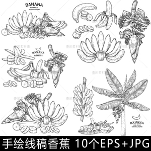 XG17手绘线稿线描香蕉芭蕉树叶水果插画素描海报矢量设计素材图片