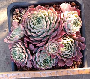 一物一拍多肉植物佛罗瑞安娜草莓冰醉美贵妇手指晨露朱砂痣女雏