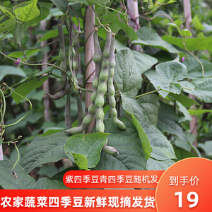 四川现摘现发新鲜红四季豆露天青四季豆嫩四季豆芸豆5斤包邮