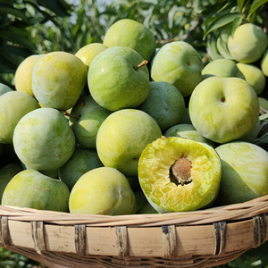 四川正宗特大果青脆李脱骨李冰糖李子孕妇新鲜水果5斤包邮整箱