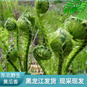 东北特产野生黄瓜香新鲜广东菜山野菜荚果蕨山菜拳头菜 一斤包邮