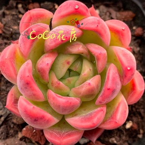 40疾风王子2009淘宝红玉多肉植物 红蜡 东云系 血斑 群生精品老桩