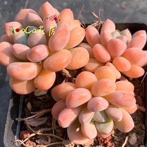 一物一拍 木糖醇多肉 韩国新品杂交正版多肉植物盆栽 coco花房
