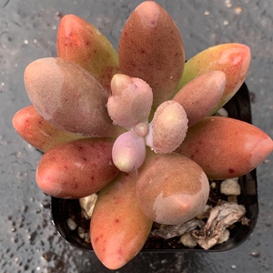 一物一拍糖果美人多肉 美人系列多肉 精品多肉 实图拍摄 coco花房