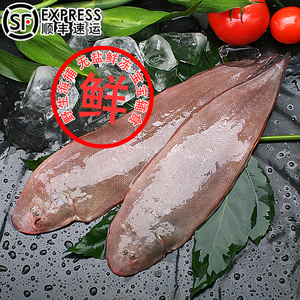 正宗龙利鱼新鲜整条带皮野生踏板鲜活龙舌头海鱼婴幼儿辅食海鲜