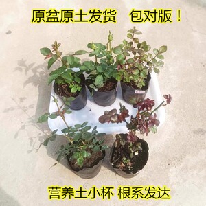 月季花苗花对版四季开花灌木花卉果汁金丝雀扦插小苗盆栽成活率高