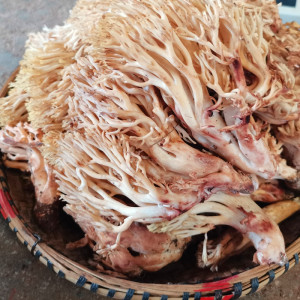 云南扫把野生菌