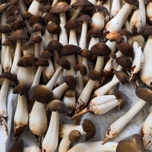 新鲜黑帽鸡枞 露水鸡纵菌 鸡棕 云南土特产蘑菇鲜美可口500克包邮