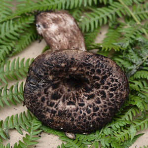 现货新鲜野生黑虎掌菌云南丽江土特产蘑菇煲汤炒菜食用500克包邮