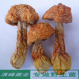新货精选姬松茸干货巴西蘑菇云南丽江土特产野生菌味道香浓100克