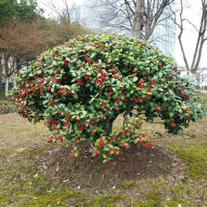 无刺枸骨球鸿运果枸骨树苗四季常绿南北方外庭院花卉金玉满堂盆栽