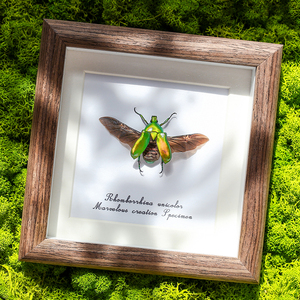 绿萝花金龟昆虫甲虫标本真虫展示框桌面摆件送儿童小众创意礼物