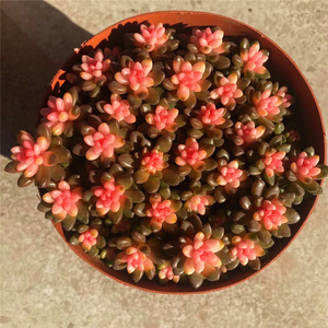 赤豆锦多肉植物群生多头组合盆栽爆盆迷你小盆栽带盆栽好粉色赤豆