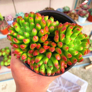 小灯笼群生多头多肉植物肉肉云南昆明老桩特价红色花卉盆栽室内花