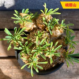 峨眉山小盆栽 创意绿植块根多肉植物大戟科 室内装饰麒麟群生多头