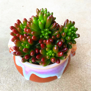 00涛涛花郁淘宝虹之玉锦多肉植物组合盆栽精品虹之玉室内阳台办公室