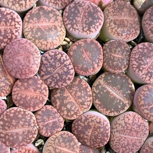 红宝石日轮生石花