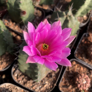 tb0731011804淘宝宇宙殿仙人球软体 鹿角柱属大花多肉植物0人付款8.