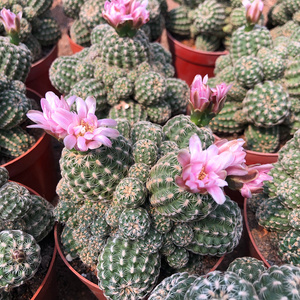 樱花罗星丸群生多头会开花仙人球裸萼属 桌面防辐射多肉植物盆栽