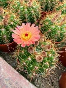 粉花青王丸实生仙人球notocactus ottonis 南国玉属开花多肉植物