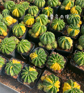 t_1522077573661_0989淘宝精品仙人球大豪丸自然锦 易养美观开花大