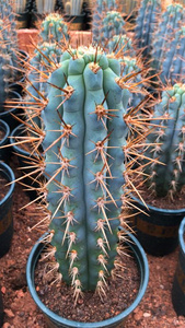 新品【佛塔柱】实生仙人柱 稀有仙人球多肉植物防辐射绿植