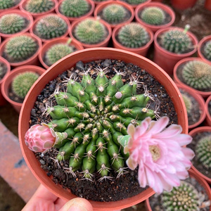 翠晃冠缀化实生仙人掌开花神器仙人球多肉植物室内净化空气盆栽