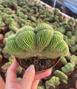 地龙缀化仙人球 稀有趣味多肉植物创意办公室阳台防辐射绿植盆栽