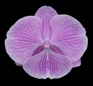 现货-- phalaenopsis miki pink planet 173 米奇粉星球