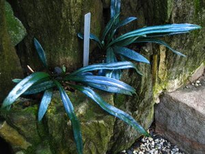 microsorum thailandicum  反光蓝蕨/泰国星蕨/热带蕨类/观叶植物