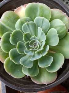 00tb3220859559淘宝虎懂花卉爱斯梅拉达多肉植物1人付款12.