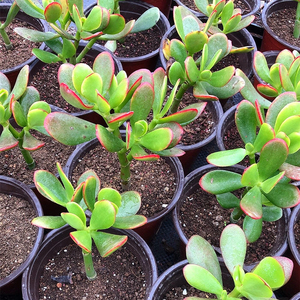 红边玉树盆栽黄金花月阳台多肉植物防辐射肉肉翠绿色四季常青绿植