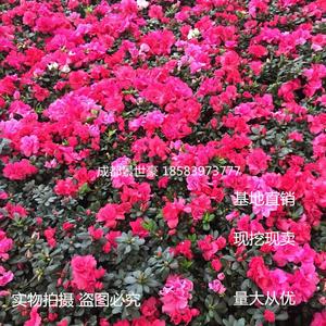 成都杜鹃苗苗圃自产庭院绿化工程苗四季杜鹃花庭院花卉比利时杜鹃