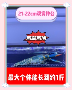澳洲淡水龙虾蓝龙虾红鳌鳌虾最大个体能长到1斤可观赏可食用活体