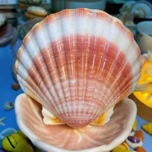 【可视频看货】超可爱粉白色大扇贝8-10厘米 天然贝壳海螺无染色