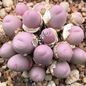 粉色趣味多肉植物番杏小拳拳群生母本肉锥整群拆一物一拍嘉人食色