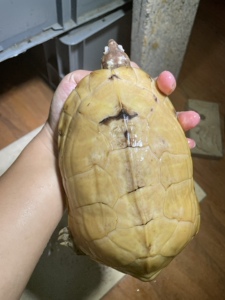 变异公龟黄化白化公金银龟品相如图