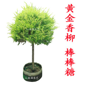 千层金黄金香柳