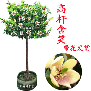 老桩独干含笑花盆栽地栽庭院别墅种植高杆含笑四季常青绿植浓香花