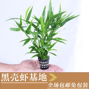 包邮竹节草鱼缸水草南美青竹后景阳性景缸造景风格自定需水草搭配
