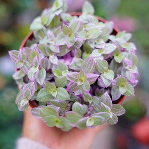 胭脂云油画婚礼吊兰盆栽植物办公室内花卉桌面小绿植阳台好养易活