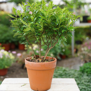 驱蚊草清香胡椒木盆栽花苗植物室内防去蚊虫驱蚊子室外绿植空气