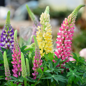 羽扇豆鲁冰花花卉盆栽阳台庭院花苗线型植物露台花园多年生好养活