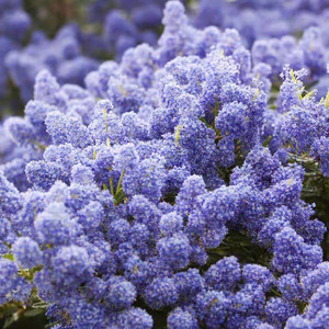 进口美洲茶花苗茶树大苗蓝色树蓝色海洋庭院花卉灌木小苗乔木植物